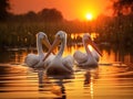 Danube Delta Pelicans at sunset on Lake Fortuna