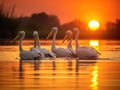 Danube Delta Pelicans at sunset on Lake Fortuna