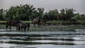Danube delta, romania, europe, horses in the wild