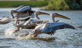 Danube Delta, Romania. The Great White Pelican flying over water Royalty Free Stock Photo