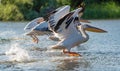 Danube Delta, Romania. The Great White Pelican flying over water Royalty Free Stock Photo