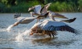 Danube Delta, Romania. The Great White Pelican flying over water Royalty Free Stock Photo