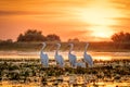 Danube Delta Romania Pelicans at sunset on Lake Fortuna Royalty Free Stock Photo