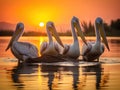 Ai Generated illustration Wildlife Concept of Danube Delta Romania Pelicans at sunset on Lake Fortuna Royalty Free Stock Photo