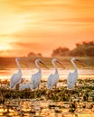 Danube Delta Romania Pelicans at sunset on Lake Fortuna
