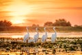 Danube Delta Romania Pelicans at sunset on Lake Fortuna Royalty Free Stock Photo