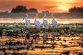 Danube Delta Romania Pelicans at sunset on Lake Fortuna Royalty Free Stock Photo