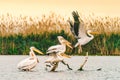 Danube Delta Romania Pelicans taking of for their morning flight Royalty Free Stock Photo