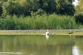 Danube delta swan family by the lake with grassland , reeds and water lilies on the background Royalty Free Stock Photo