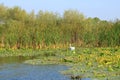 Danube delta swan family by the lake with grassland , reeds and water lilies on the background Royalty Free Stock Photo