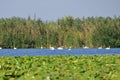 Danube delta swan family by the lake with grassland , reeds and water lilies on the background Royalty Free Stock Photo