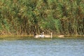 Danube delta swan family by the lake with grassland , reeds and water lilies on the background Royalty Free Stock Photo