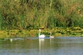 Danube delta swan family by the lake with grassland , reeds and water lilies on the background Royalty Free Stock Photo