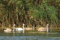 Danube delta swan family by the lake with grassland , reeds and water lilies on the background Royalty Free Stock Photo