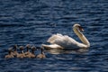 Danube Delta Swan and youngsters Royalty Free Stock Photo