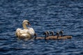 Danube Delta Swan and youngsters Royalty Free Stock Photo