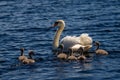 Danube Delta Swan and youngsters