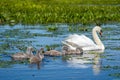 Danube Delta Swan and youngsters