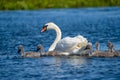 Danube Delta Swan and youngsters Royalty Free Stock Photo