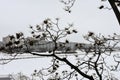 Danube Island Donauinsel behind the branches after a huge snowfall