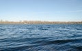 Novi Sad, Serbia - December 08. 2020: Forest on the bank of the river Danube in Petrovaradin near Novi Sad in the winter. Royalty Free Stock Photo