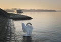 Danube river swan in stretching wings Royalty Free Stock Photo