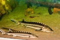 Danube Sturgeon Royalty Free Stock Photo