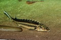 Danube Sturgeon fish Royalty Free Stock Photo