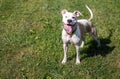 Selective of an adorable male pitbull smiling in the field