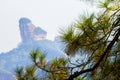 Danxia mountain with pine needles Royalty Free Stock Photo