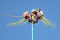 Danza de los Voladores (Dance of the Flyers) in Mexico.