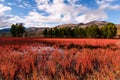 Daocheng red grasspot