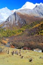 Daocheng Yading , a national level nature reserve in China