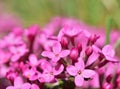 Daphne cneorum, the garland flower or rose daphne