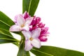 Daphne Flower Isolated on White Royalty Free Stock Photo