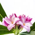 Daphne Flower Isolated on White Royalty Free Stock Photo