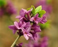 Daphne mezereum - beautiful, small, spring flowers.