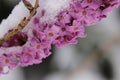 Daphne mezereum, commonly known as February daphne, in snow