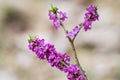 Daphne mezereum plant blooming Royalty Free Stock Photo