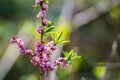 Daphne mezereum plant blooming Royalty Free Stock Photo