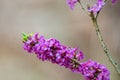 Daphne mezereum plant blooming Royalty Free Stock Photo