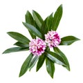 Daphne Odora Flowers Isolated