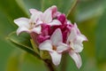 Daphne perfume princess flowers Royalty Free Stock Photo