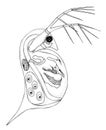 Daphnia. Black hand drawing outline vector image.