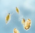 Daphnia Royalty Free Stock Photo