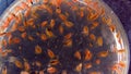 Daphnia magna, Cladocera, small planktonic crustacean in a petri dish, medium plan