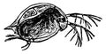 Daphnia Pulex Water Flea, vintage illustration Royalty Free Stock Photo