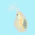 Daphnia - small planktonic animal Royalty Free Stock Photo