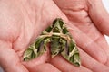 Daphnis nerii (Oleander Hawk-moth, Army Green Moth) butterfly on human hand Royalty Free Stock Photo