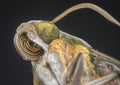 Close shot of the hawk moth insect .